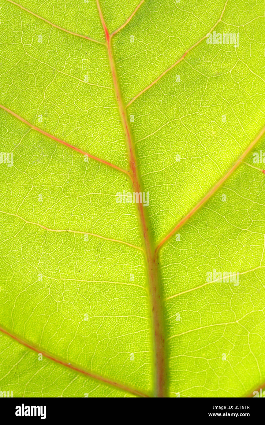 Detail of leaf vein hi-res stock photography and images - Alamy