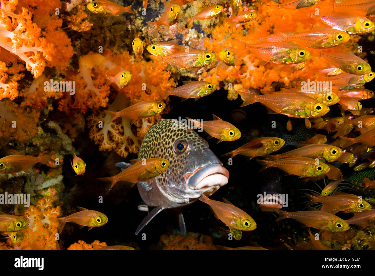Clown sweetlips, Plectorhinchus chaetodonoides, with yellow glassy sweepers, Parapriacanthus ransonneti, Komodo, Indonesia. Stock Photo