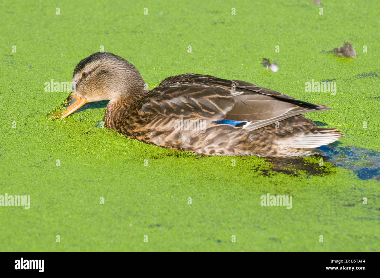 Mallard duck anasplatyrhynchos on pond covered with common duckweed lemna minor Stock Photo Alamy