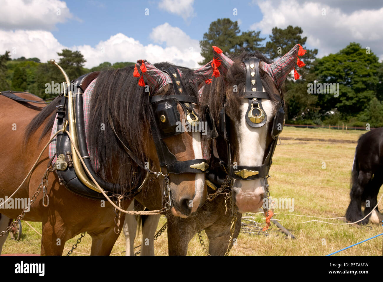 Heavy horse harness hi-res stock photography and images - Alamy