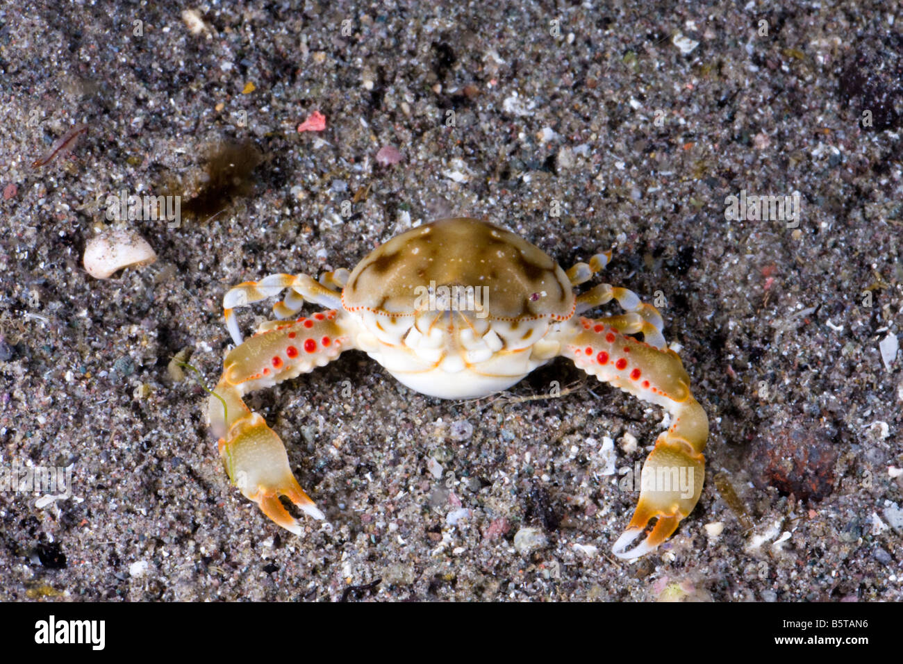 The pebble crab, Leucosia pubescens, burries itself completely in the sand to escape predators, Komomo, Indonesia. Stock Photo