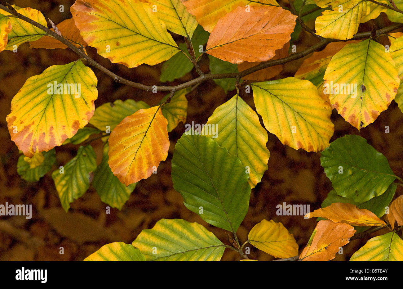 Beech Fagus sylvatica leaves turning in autumn Stock Photo