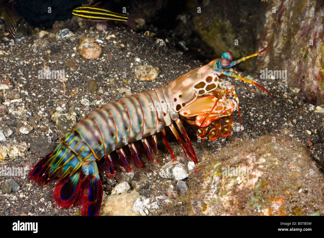A peacock mantis shrimp, Odontodactylus scyllarus, Komomdo, Indonesia. Stock Photo