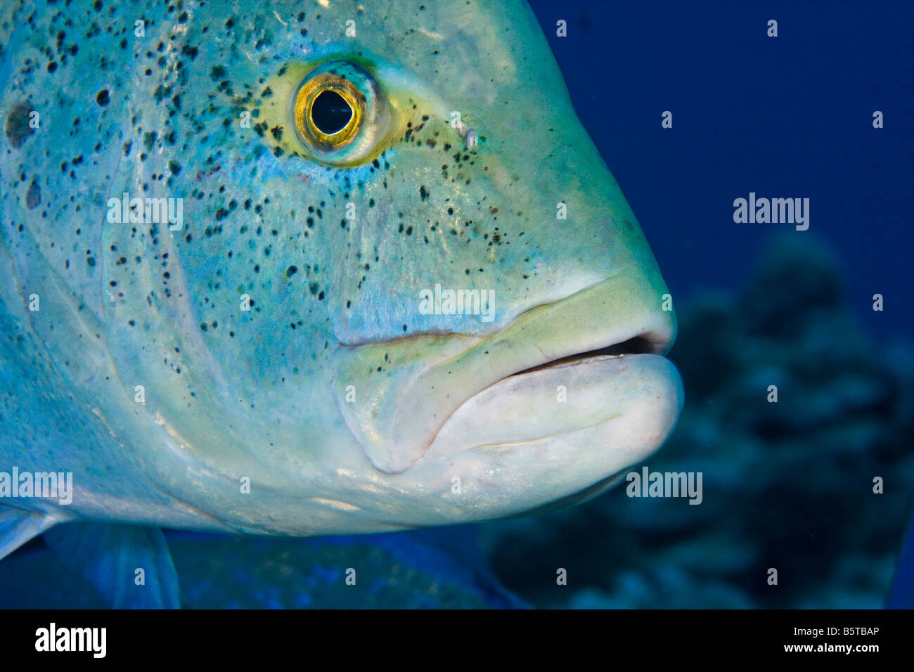 Blue spotted jack, also blue jack, blue trevally, bluefin trevally, Caranx melampygus, Hawaii, Pacific Ocean. Stock Photo