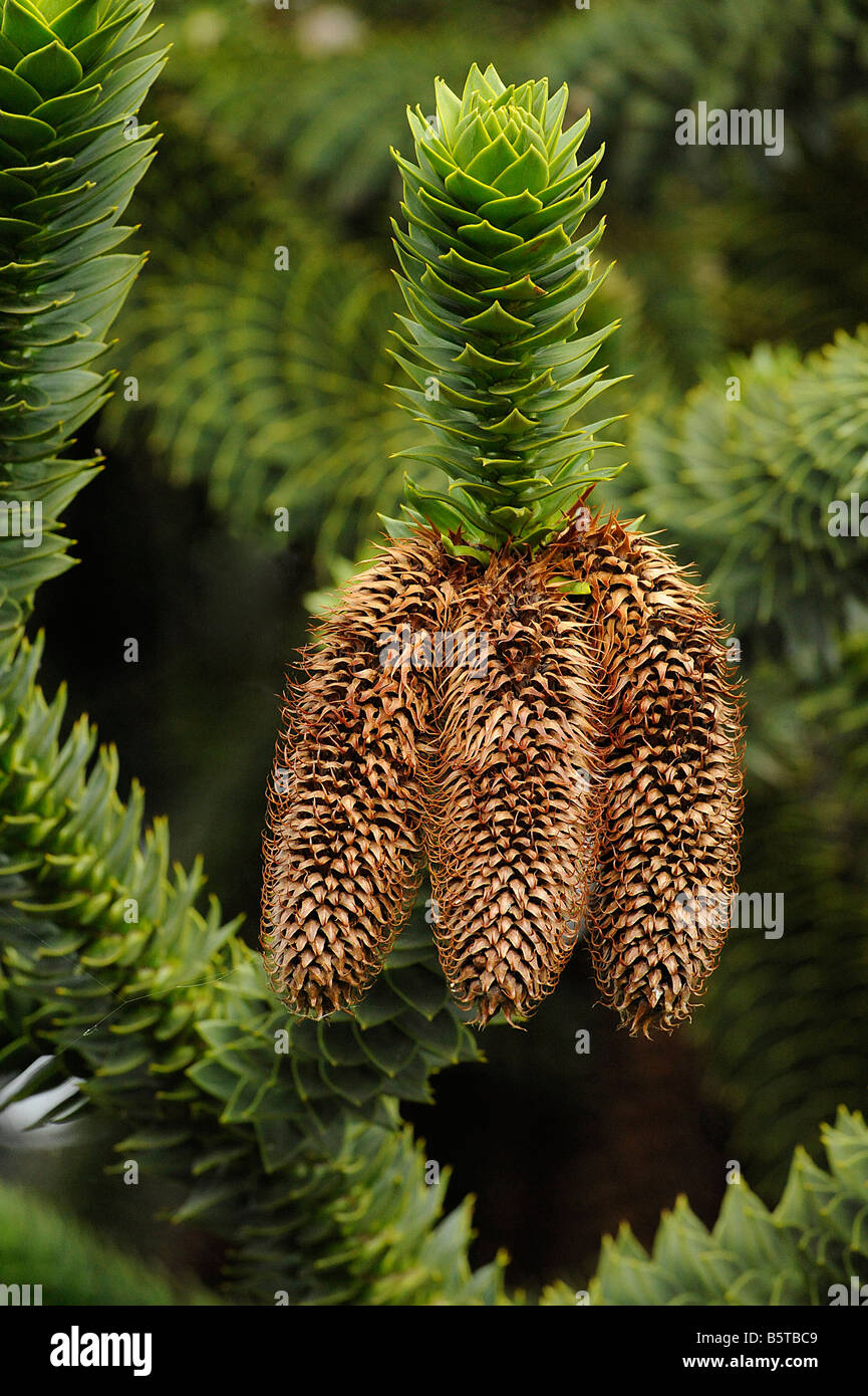 Cones and spirally arranged spiky leaves of monkey puzzle tree Araucaria araucana Stock Photo