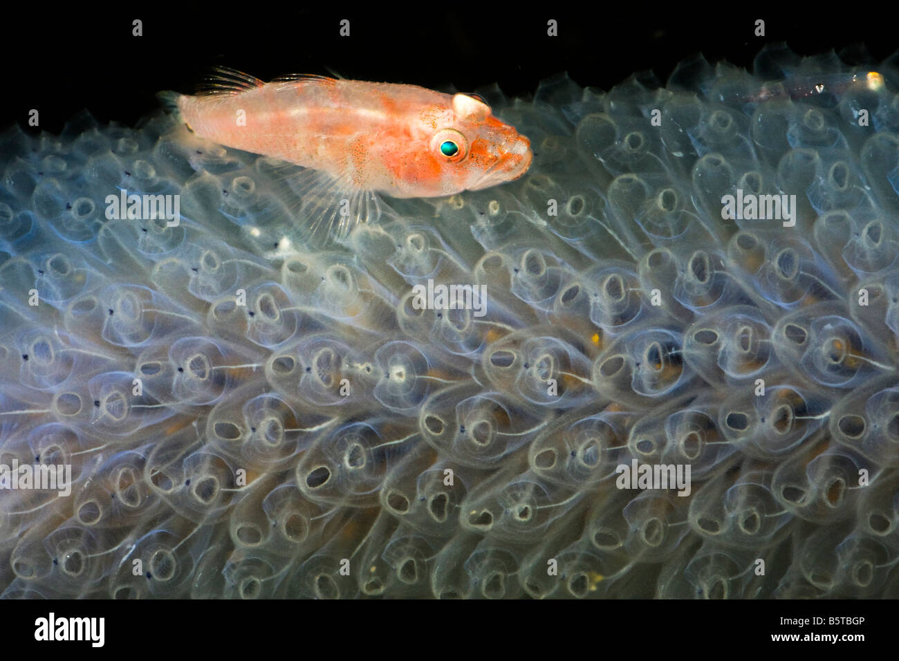 This goby, Pleurosicya sp, was photographed at night on a colony of transparent tunicates, Komodo, Indonesia. Stock Photo