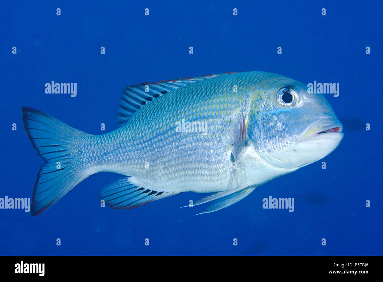 Fish emperor snapper hires stock photography and images Alamy