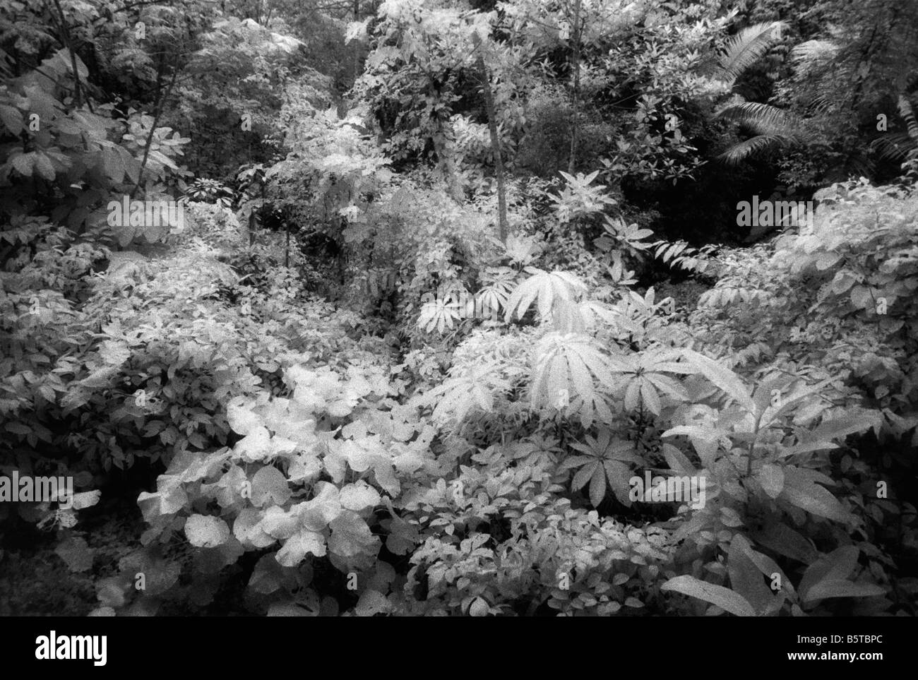 Costa Rica rainforest, black and white infrared Stock Photo