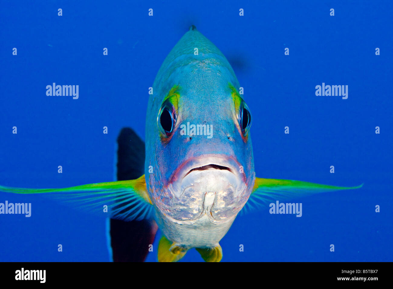 Golden snapper hi-res stock photography and images - Alamy