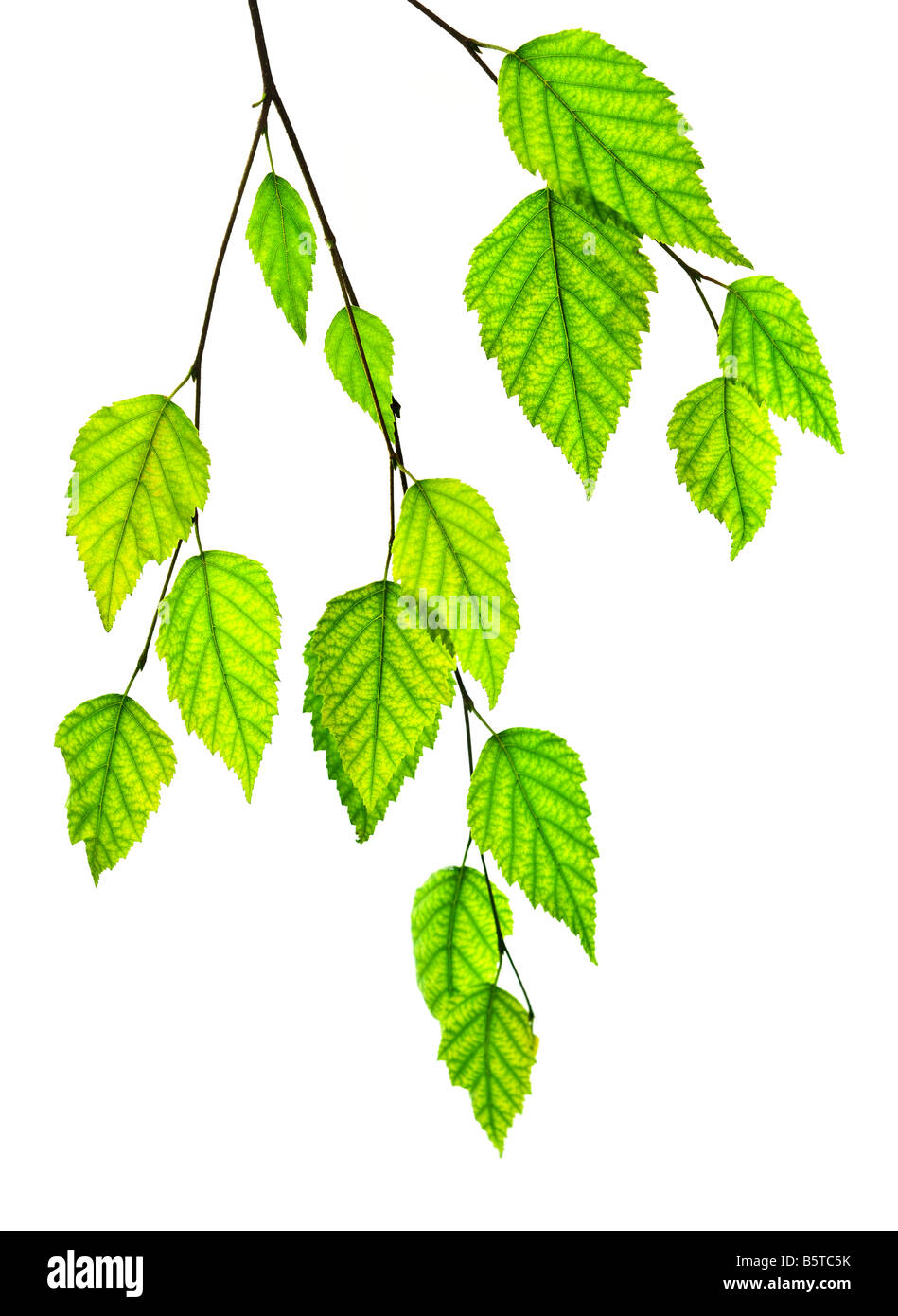 Tree branch with green leaves isolated on white background Stock Photo ...