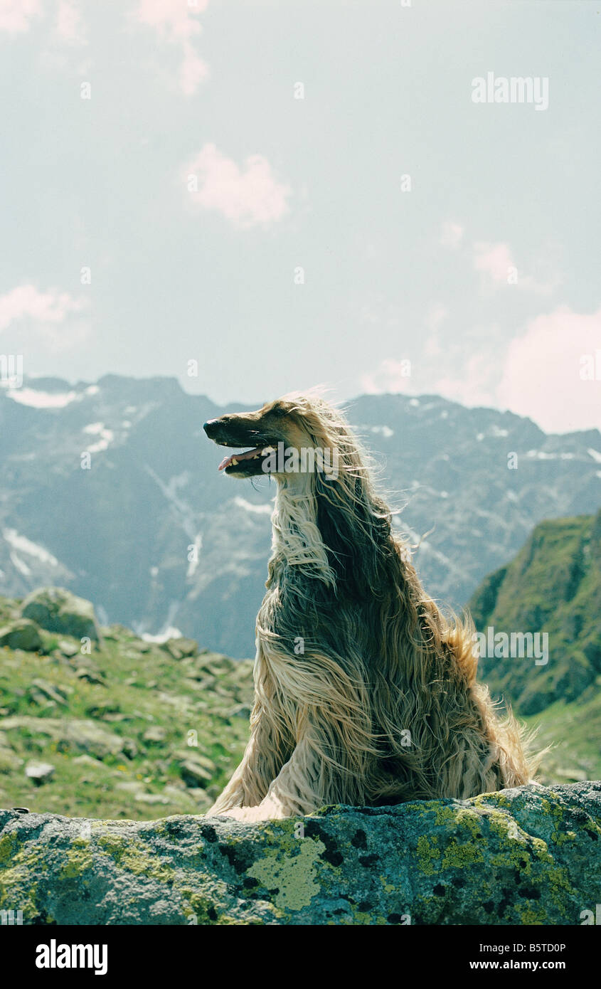 Afghan Hound - sitting Stock Photo - Alamy
