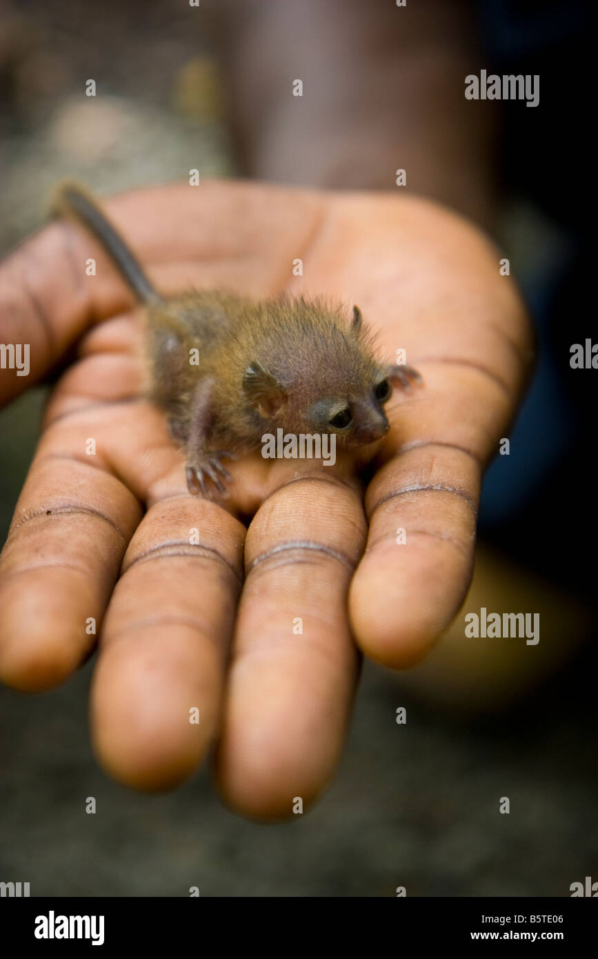 What is believed to be an infant galago or bushbaby held in a mans hand  in Togo, West Africa Stock Photo