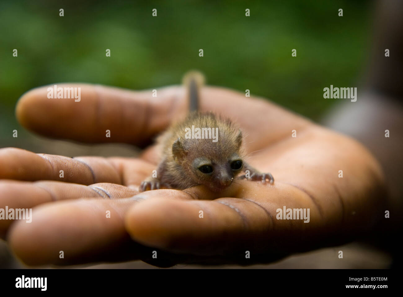 What is believed to be an infant galago or bushbaby fallen to the ground in Togo, West Africa Stock Photo