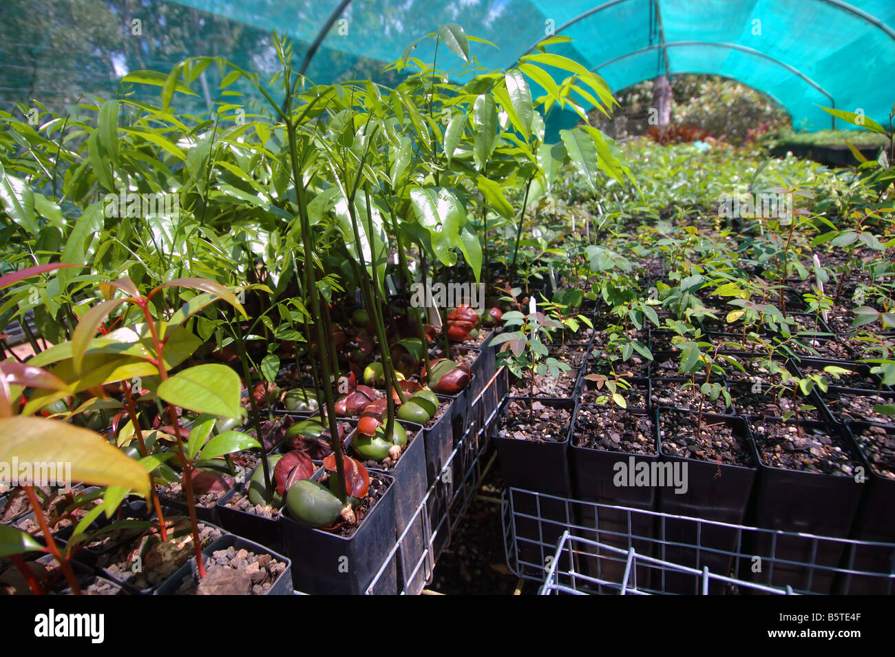 Rainforest tree seedlings germinating in nursery greenhouse, Atherton