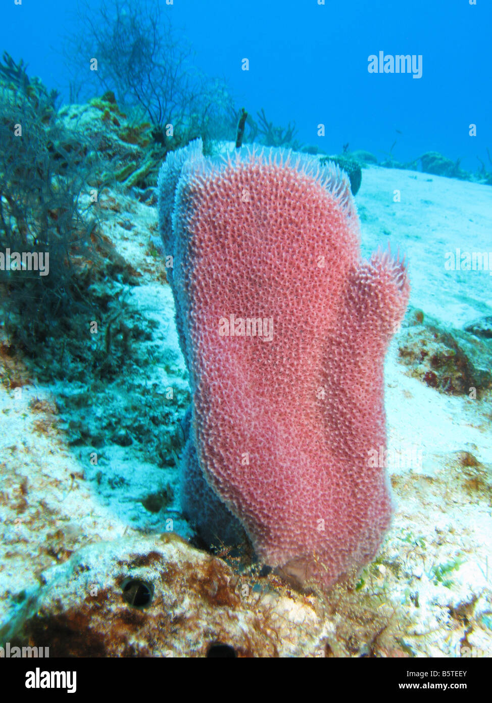 azure vase sponge Stock Photo - Alamy