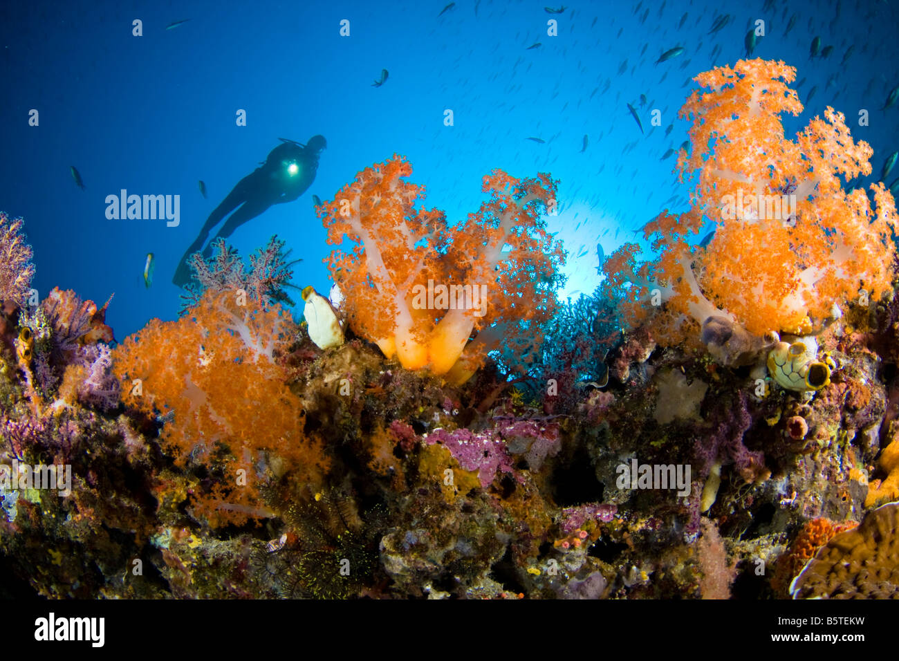 Alcyonarian coral dominates this reef scene with a diver, Komodo, Indonesia. Stock Photo