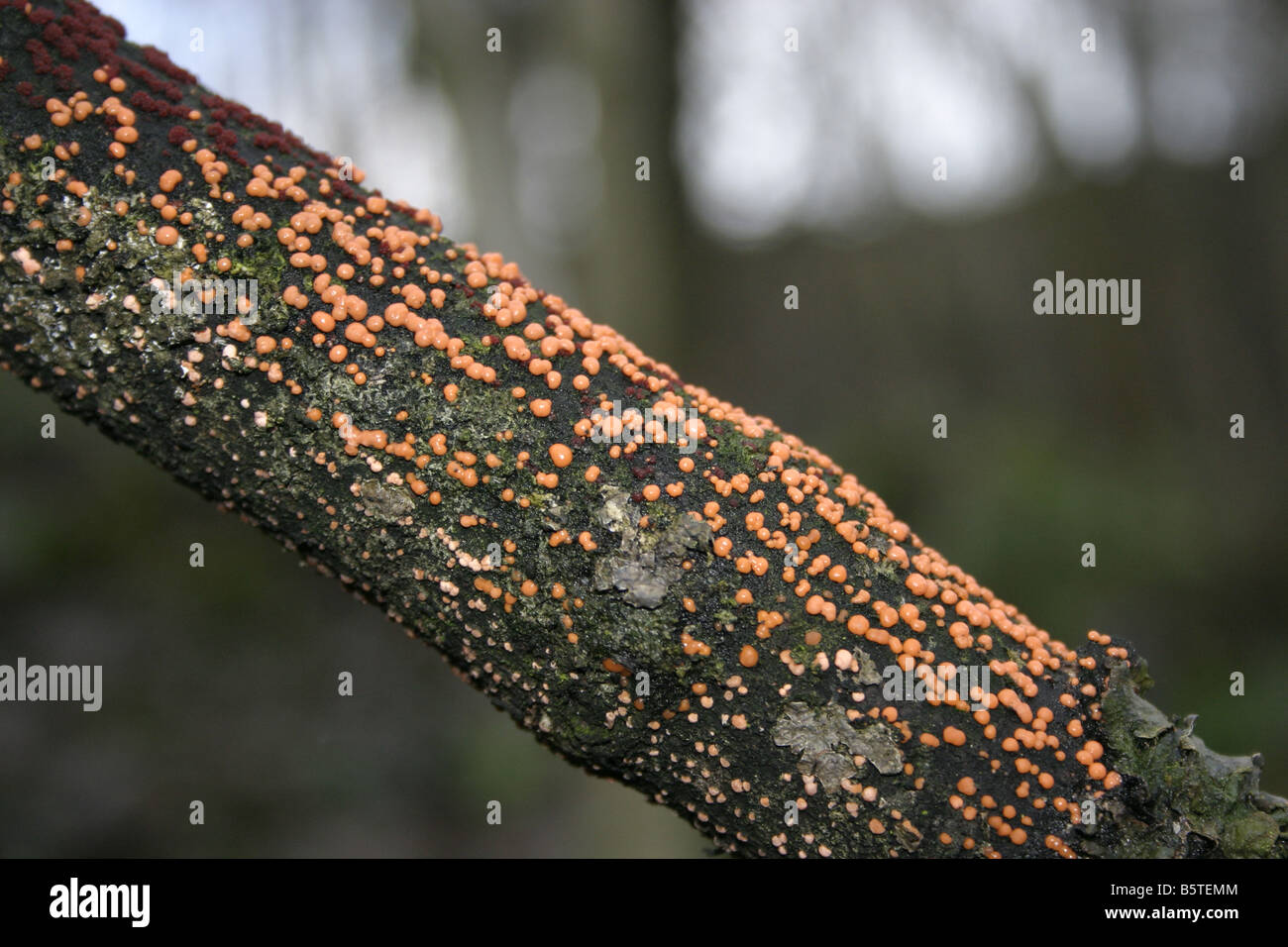 Coral spot Nectria cinnabarina growing on a branch Stock Photo