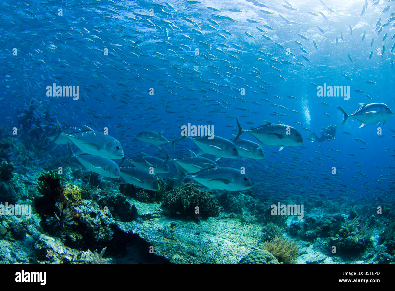 Diver and a school of giant trevally, Caranx ignobilis, hunting fusiliers over the reef in Komodo National Park, Indonesia. Stock Photo