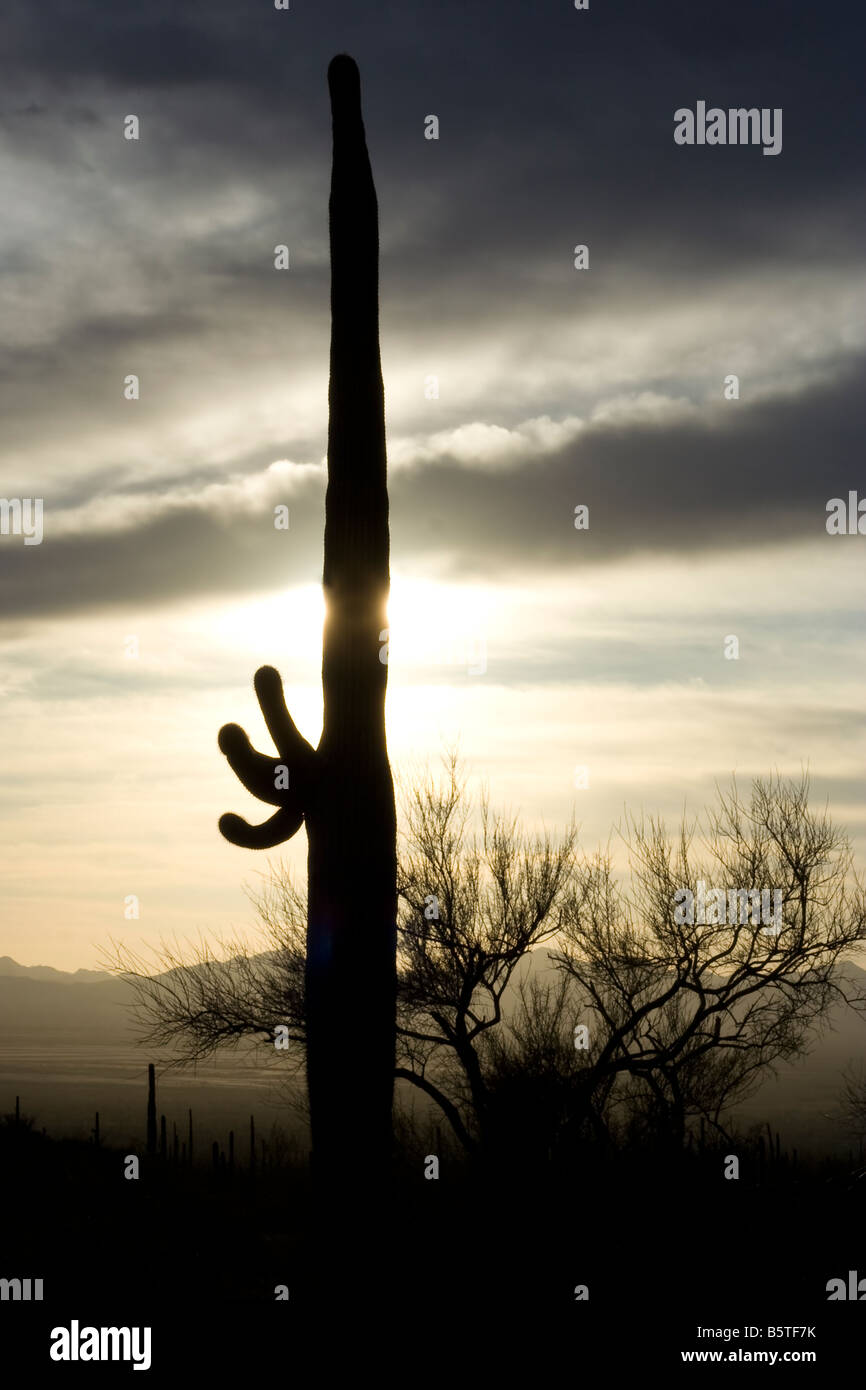 Saguaro cactus and sunset taken in the Tucson Arizona desert in ...