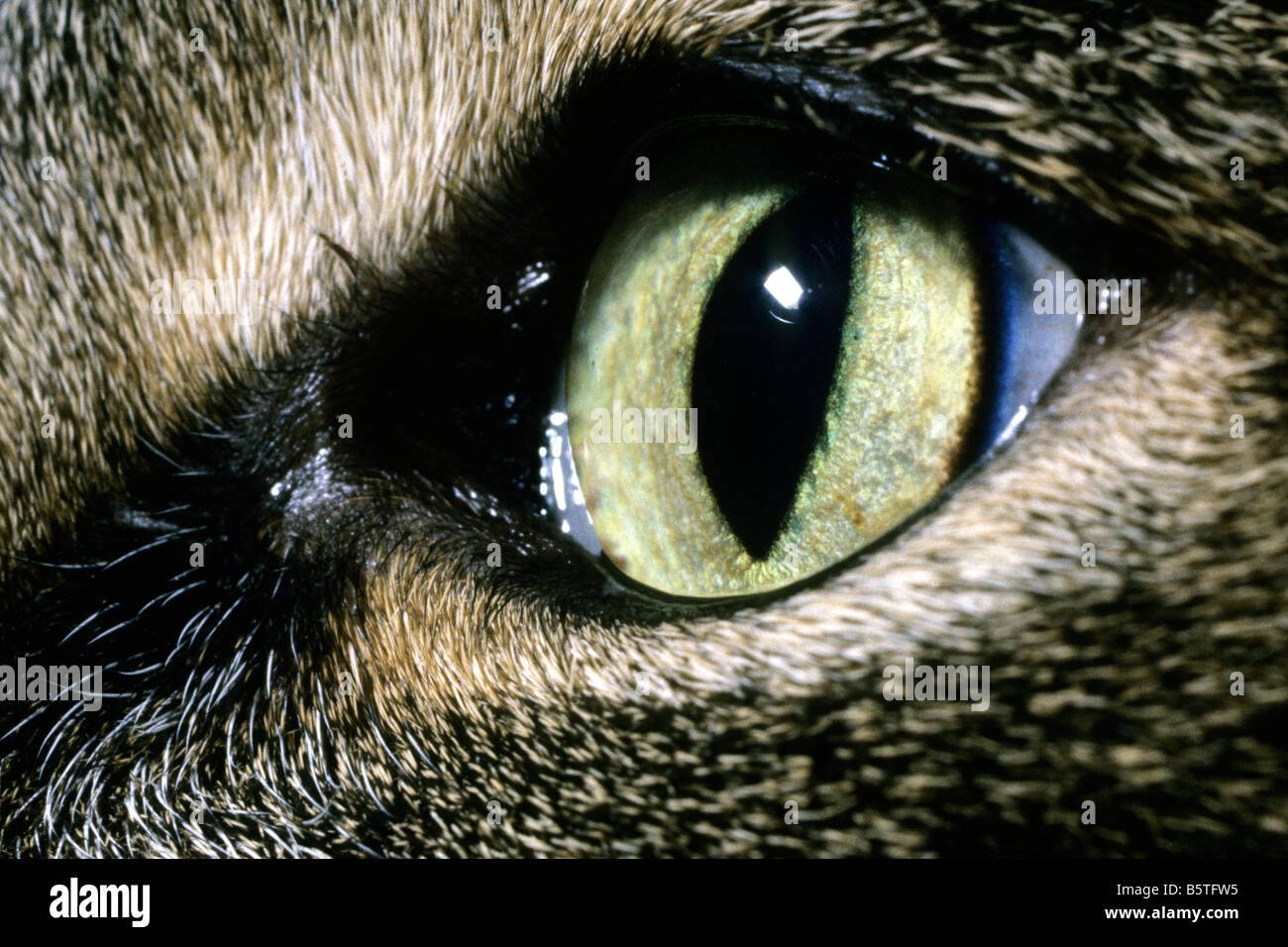 Domestic Cat (Felis catus, Felis silvestris), close-up of eye Stock Photo