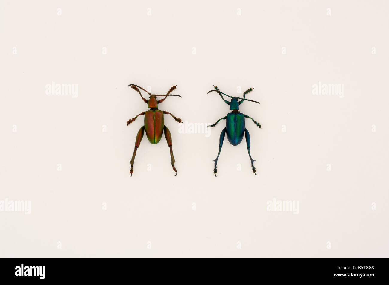 two tropical bugs insects Stock Photo