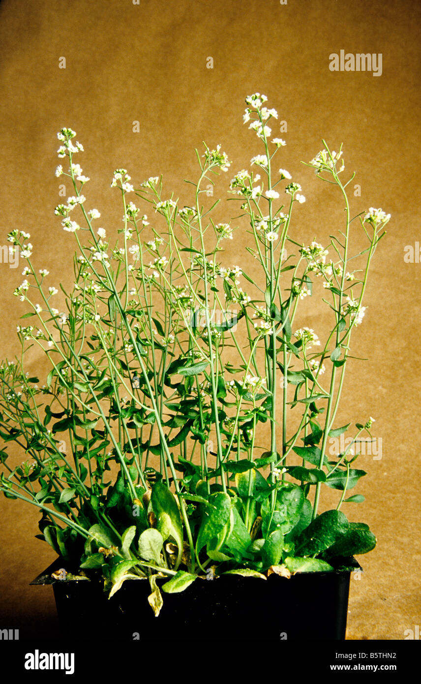 Arabidopsis, Landsberg erecta, ecotype.. Stock Photo