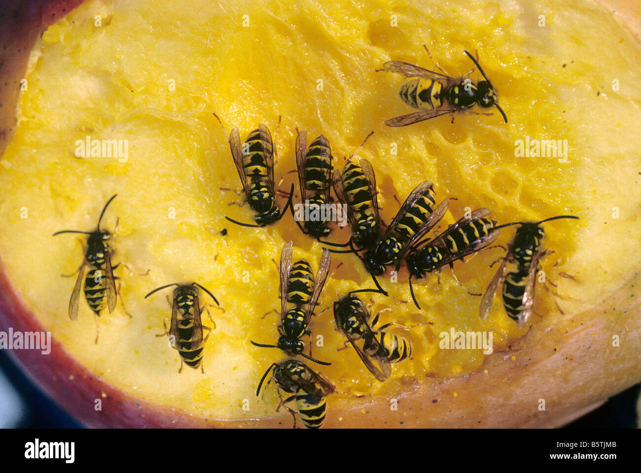 Common wasps Vespula vulgaris feeding on mango Stock Photo