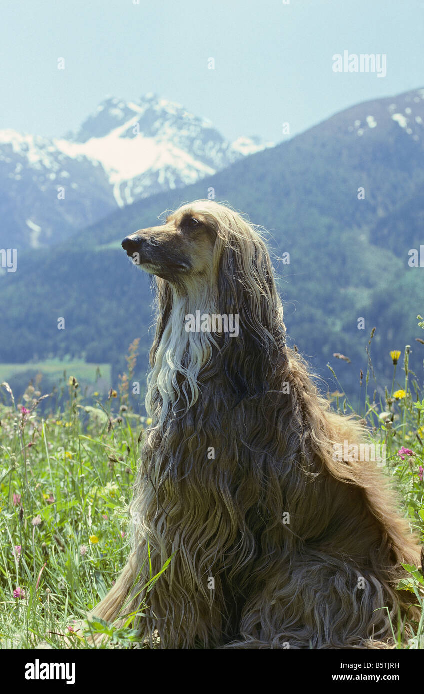 Afghan hound - sitting on meadow Stock Photo - Alamy