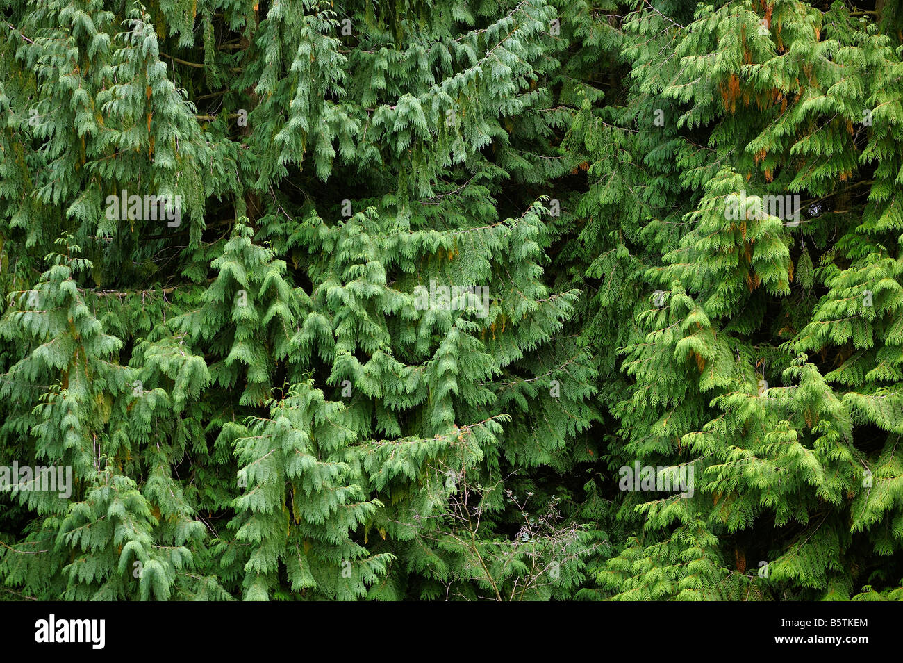 Detail of pine tree background Stock Photo