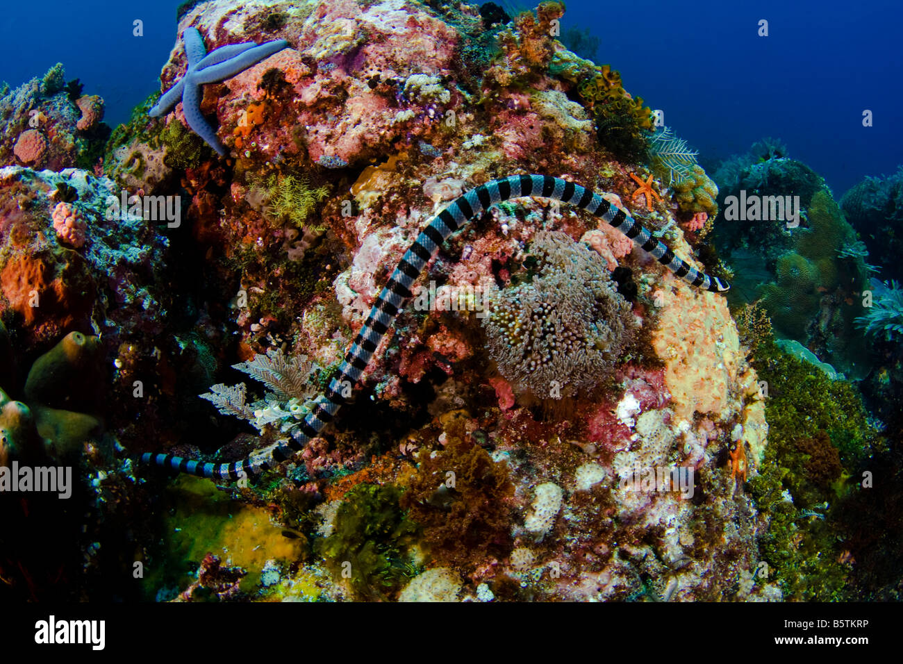 The banded Sea Krait or Yellow lipped Sea Krait, Laticauda colubrina, are a type of venoumous sea snake, Komodo, Indonesia. Stock Photo