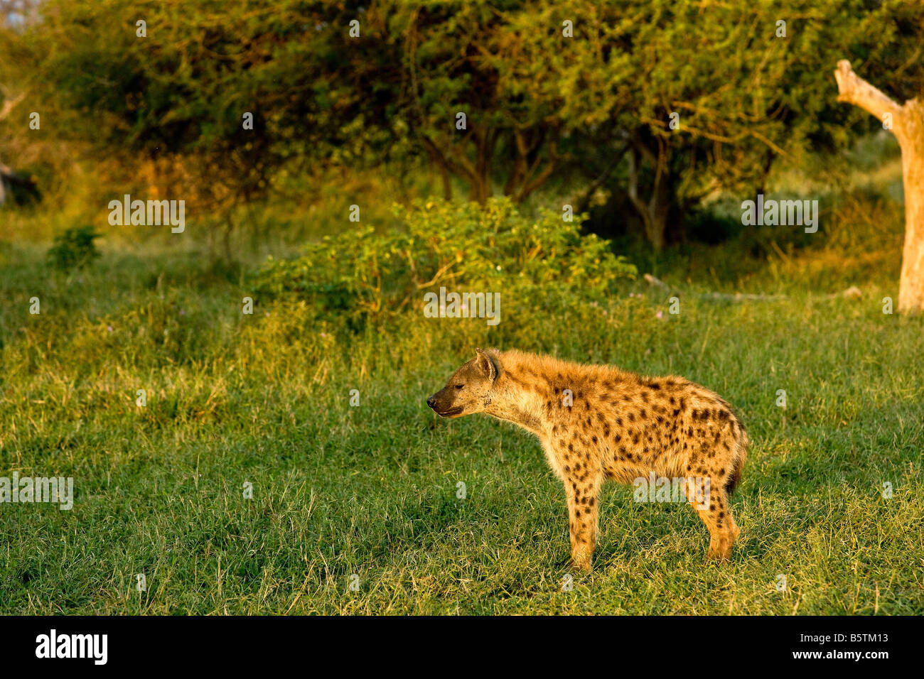 Madikwe game reserve hyena hi-res stock photography and images - Alamy