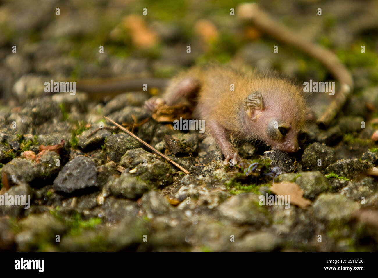What is believed to be an infant galago or bushbaby fallen to the ground in Togo, West Africa. Stock Photo