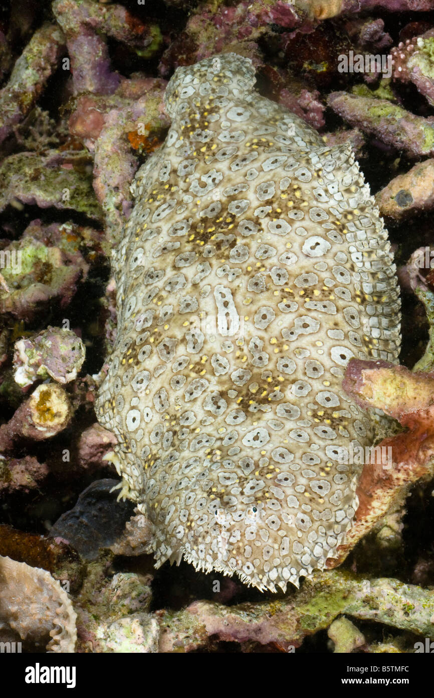 The peacock sole, Pardachirus pavoninus, moves about the reef at night, Komodo, Indonesia. Stock Photo