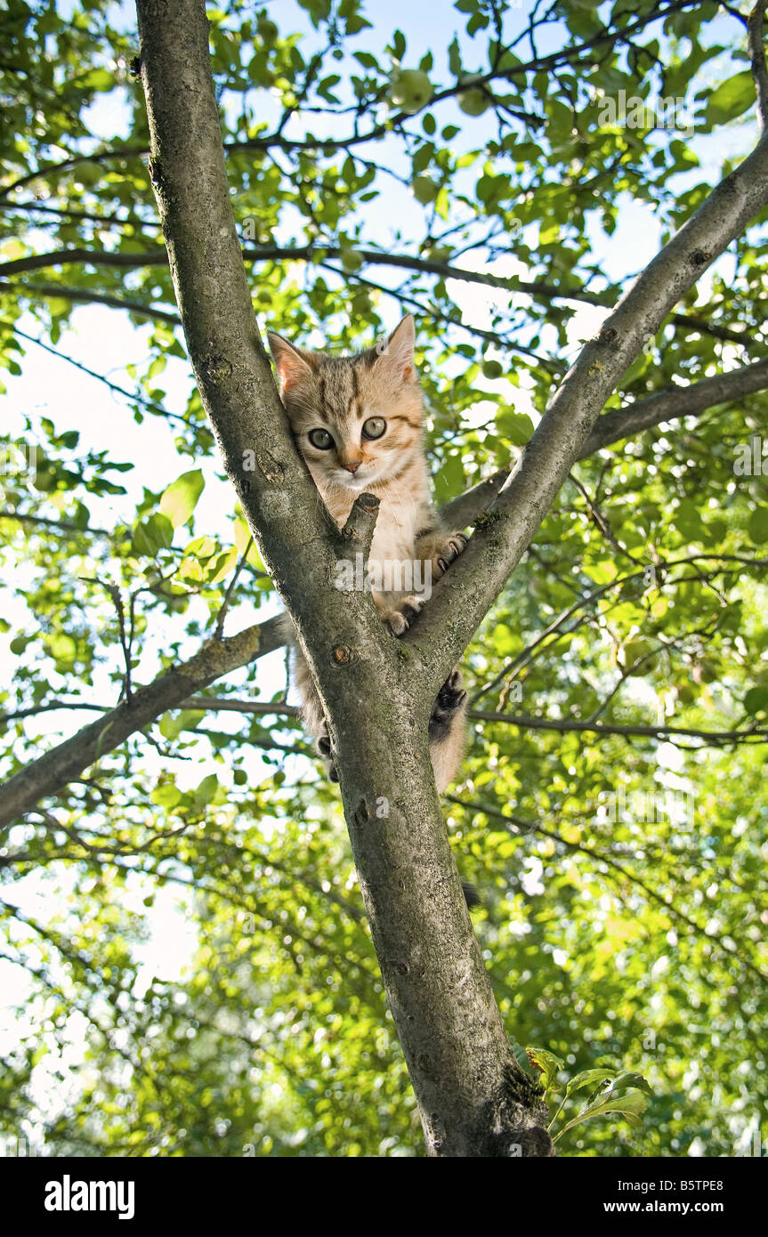 British Shorthair kitten 10 weeks on tree Stock Photo