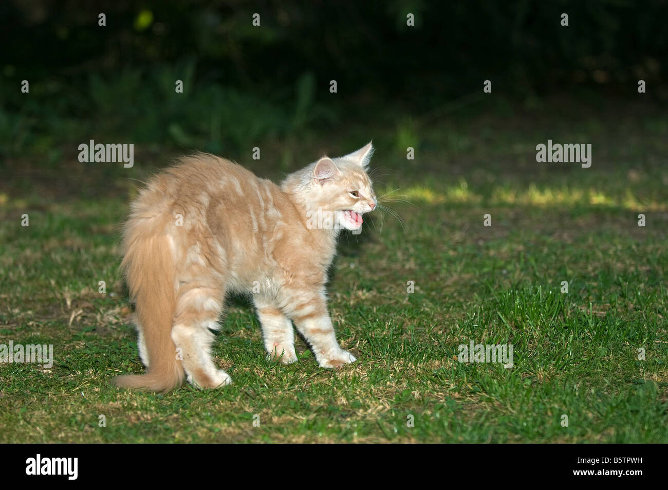 Maine Coon cat kitten hissing Stock Photo Alamy