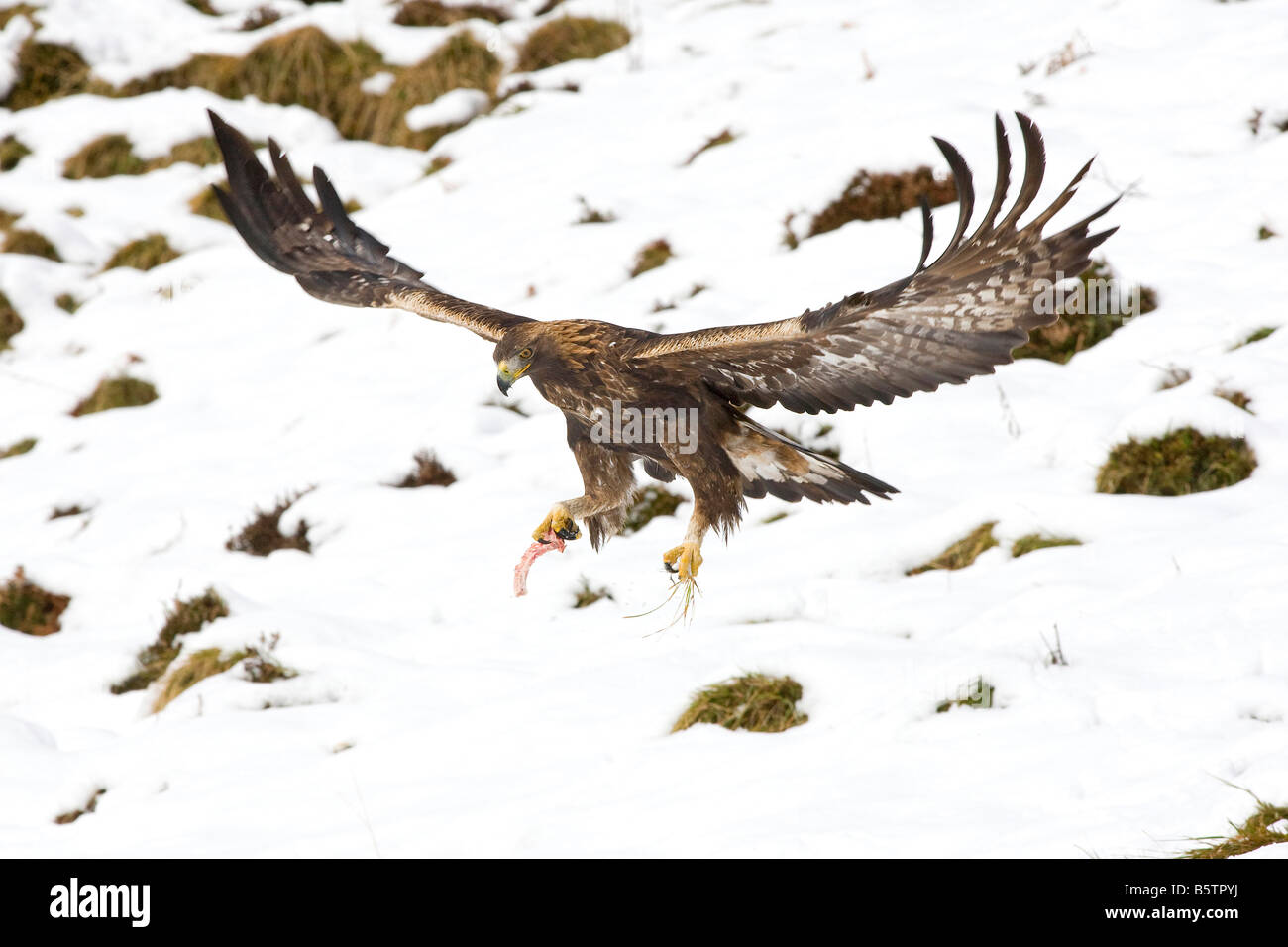 Golden Eagle Flight With Food Stock Photo 20828518 Alamy