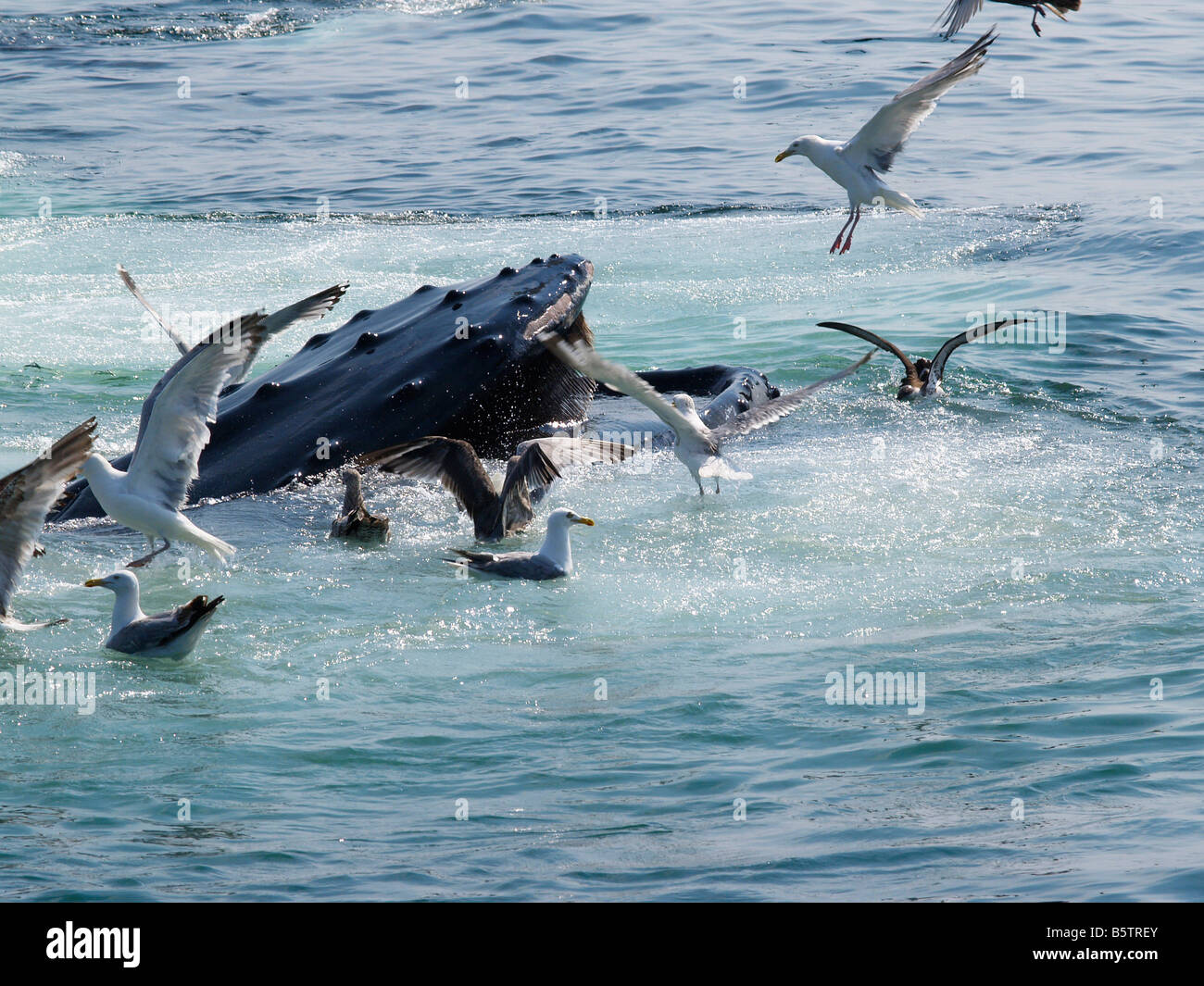 Humpback whale bubble net feeding Stellwagen Bank Boston Massachusetts USA Stock Photo