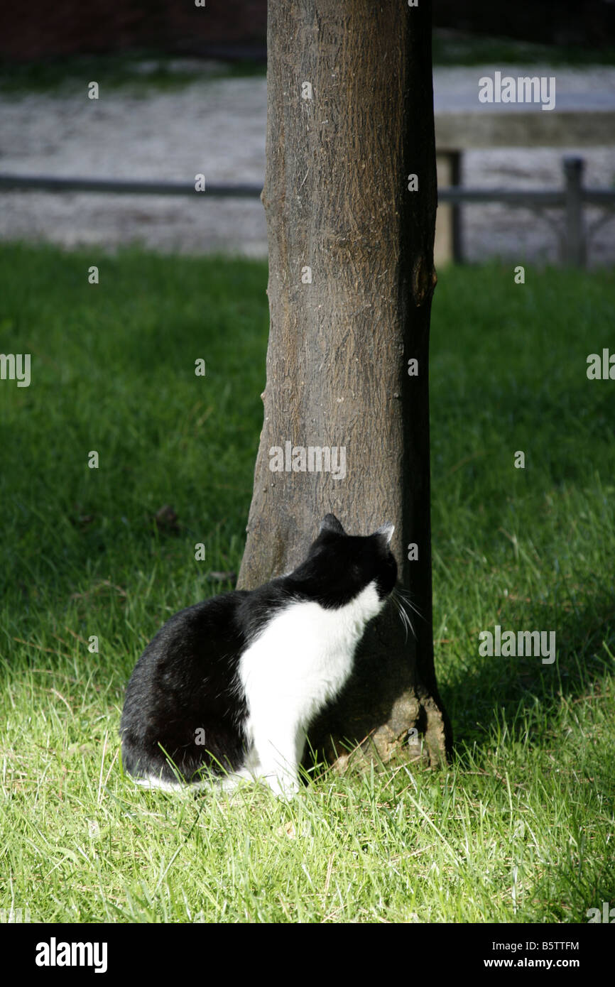 one cat in aventine hill gardens in rome italy Stock Photo