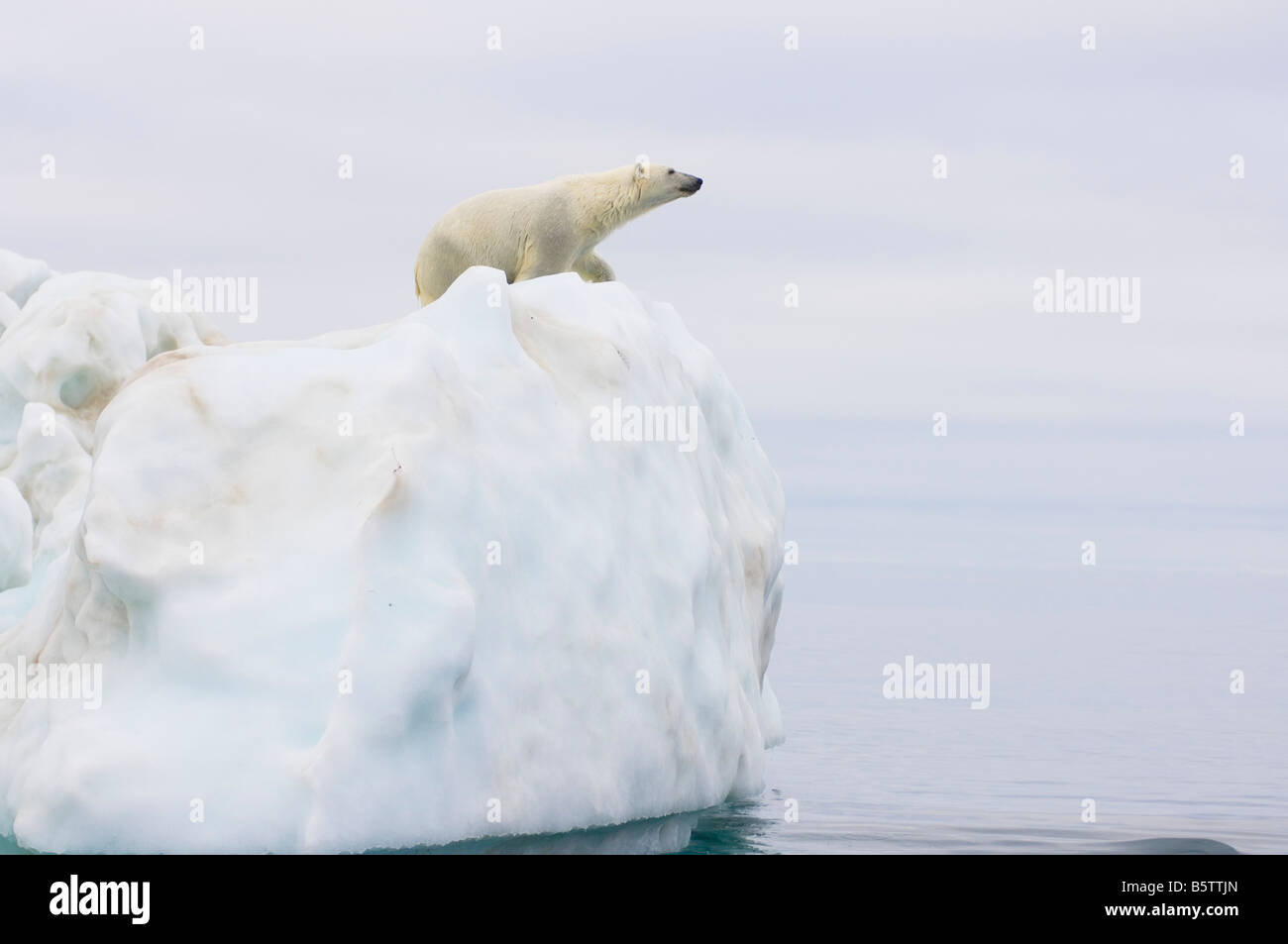 polar bear Ursus maritimus standing atop an iceberg floating in the ...