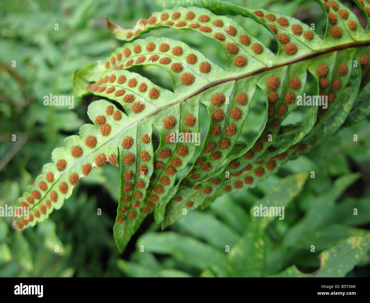 spore formation in fern