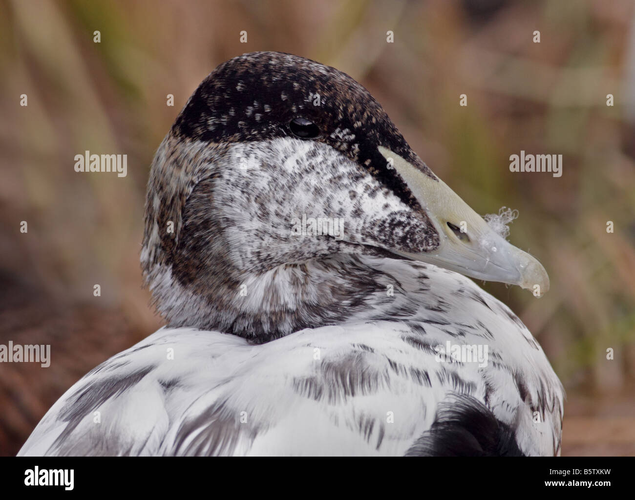 Juvenile Common or European Male Eider Duck (Somateria mollissima mollissima), UK Stock Photo