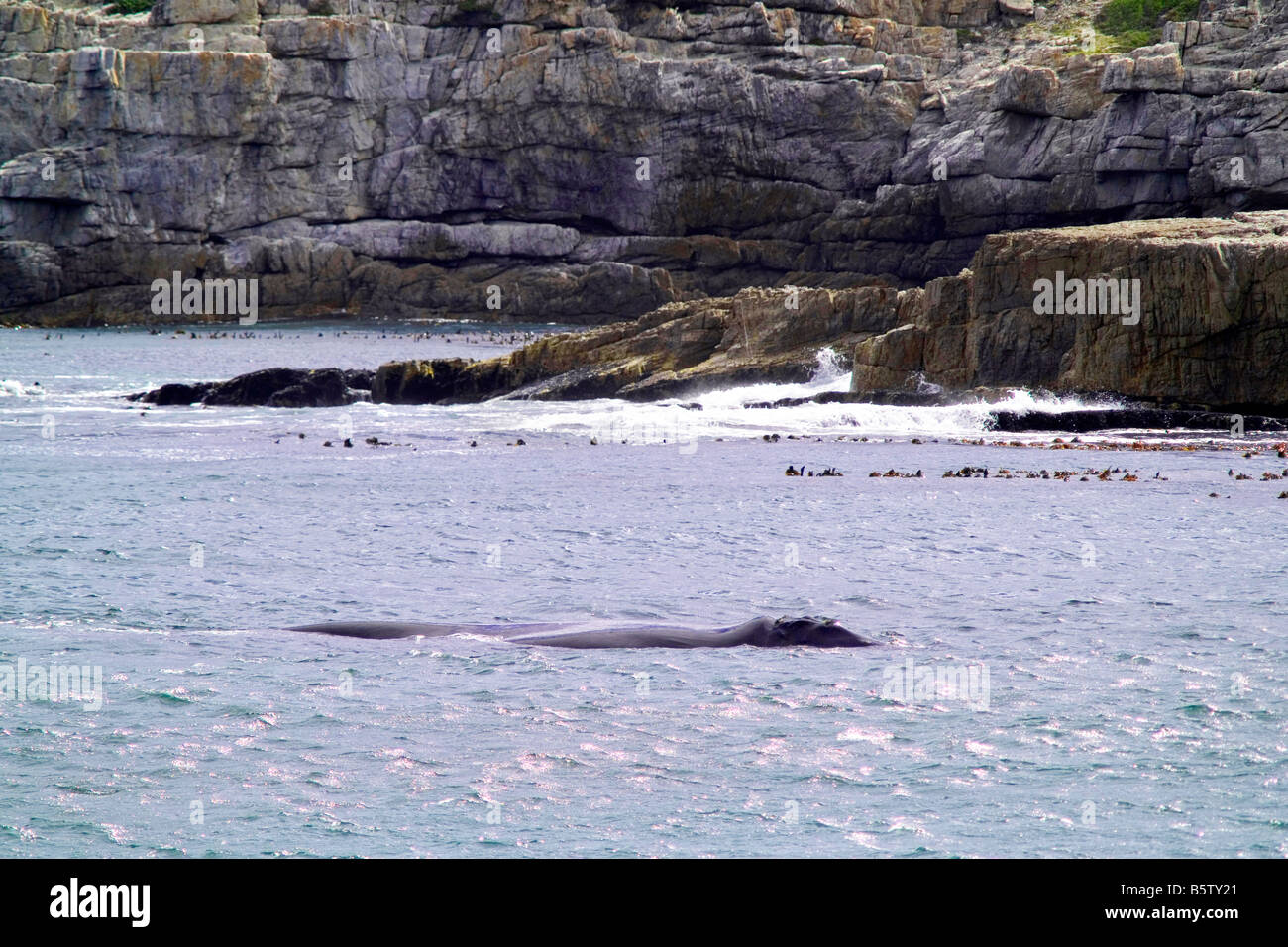 Southern right whale walker bay hi-res stock photography and images - Alamy
