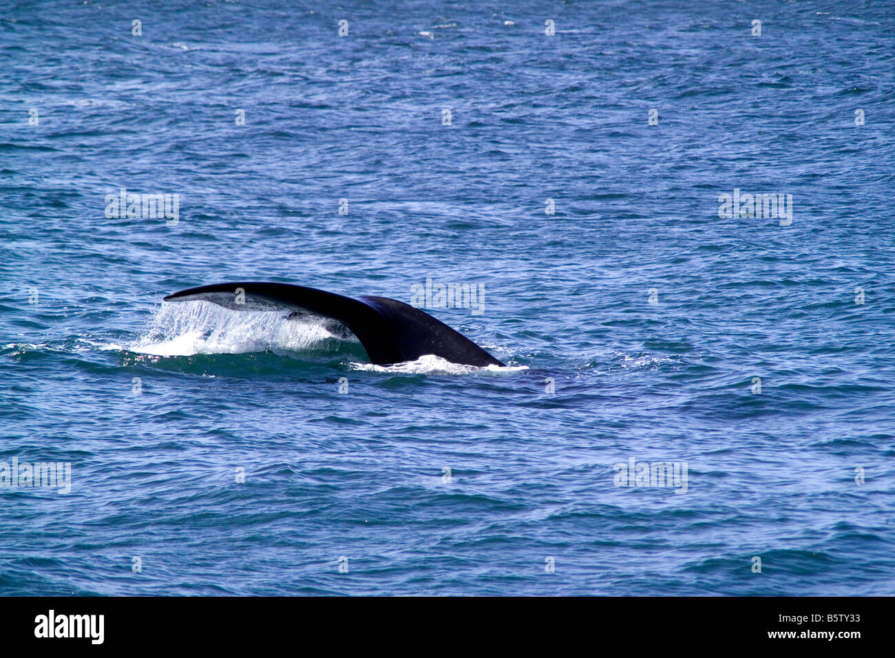 Southern right whale walker bay hi-res stock photography and images - Alamy