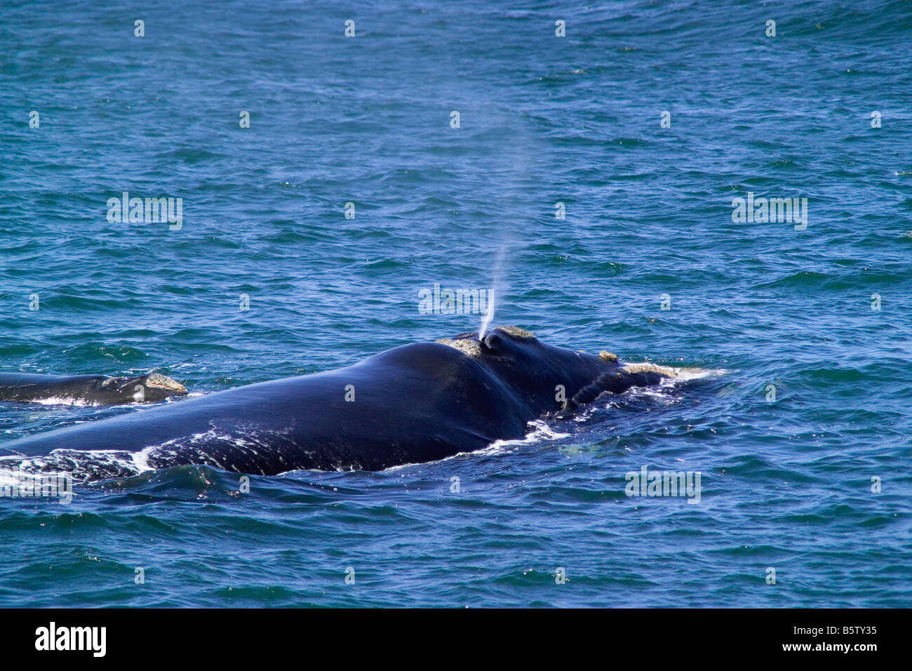 Southern right whale walker bay hi-res stock photography and images - Alamy