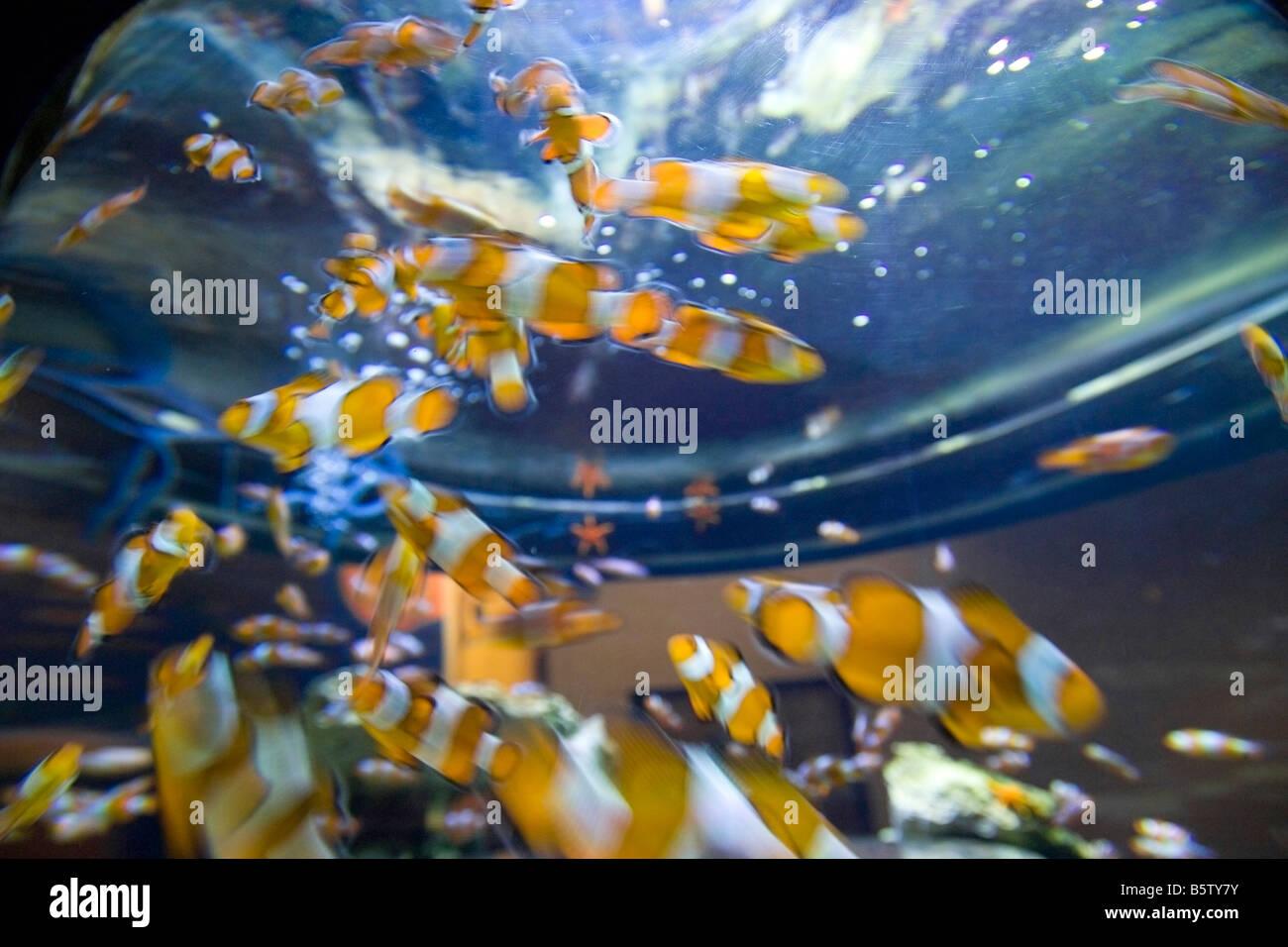Clownfishes  Two Oceans Sea Aquarium  Victoria & Alfred Waterfront  Cape Town  South Africa  Africa Stock Photo