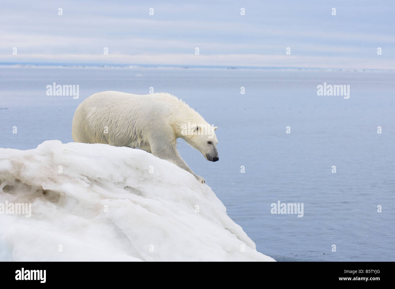 polar bear Ursus maritimus standing atop an iceberg floating in the ...