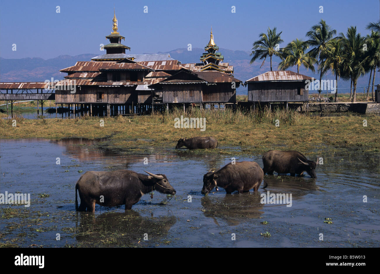 Water Buffalo Graze in front of Kaung Daing Wooden Monastery on the Shores of Lake Inle Burma or Myanmar Stock Photo