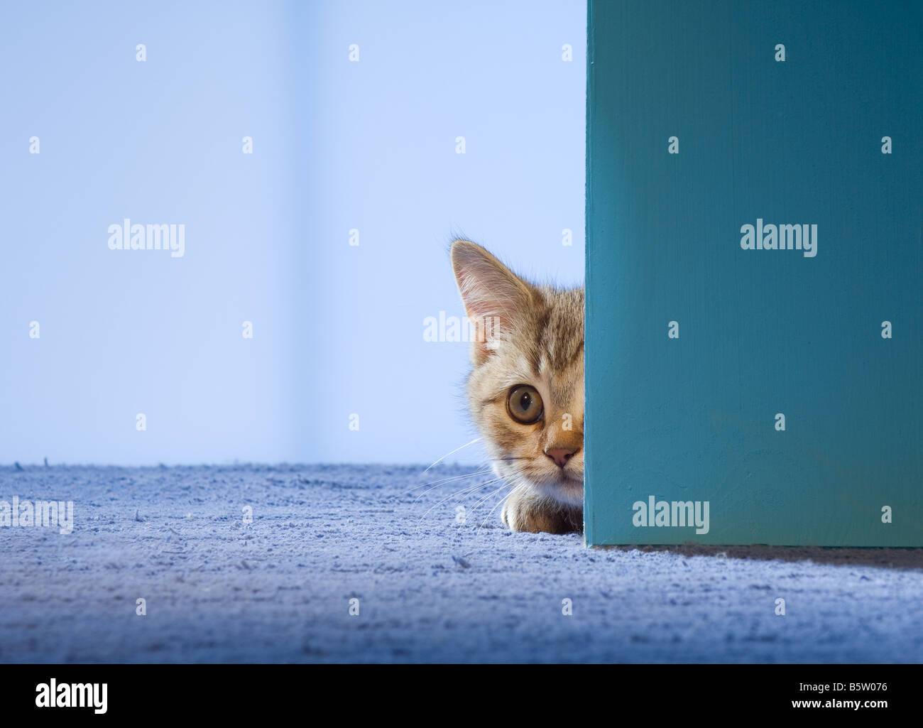 British Shorthair Cat Kitten Lying Behind Door Stock Photo