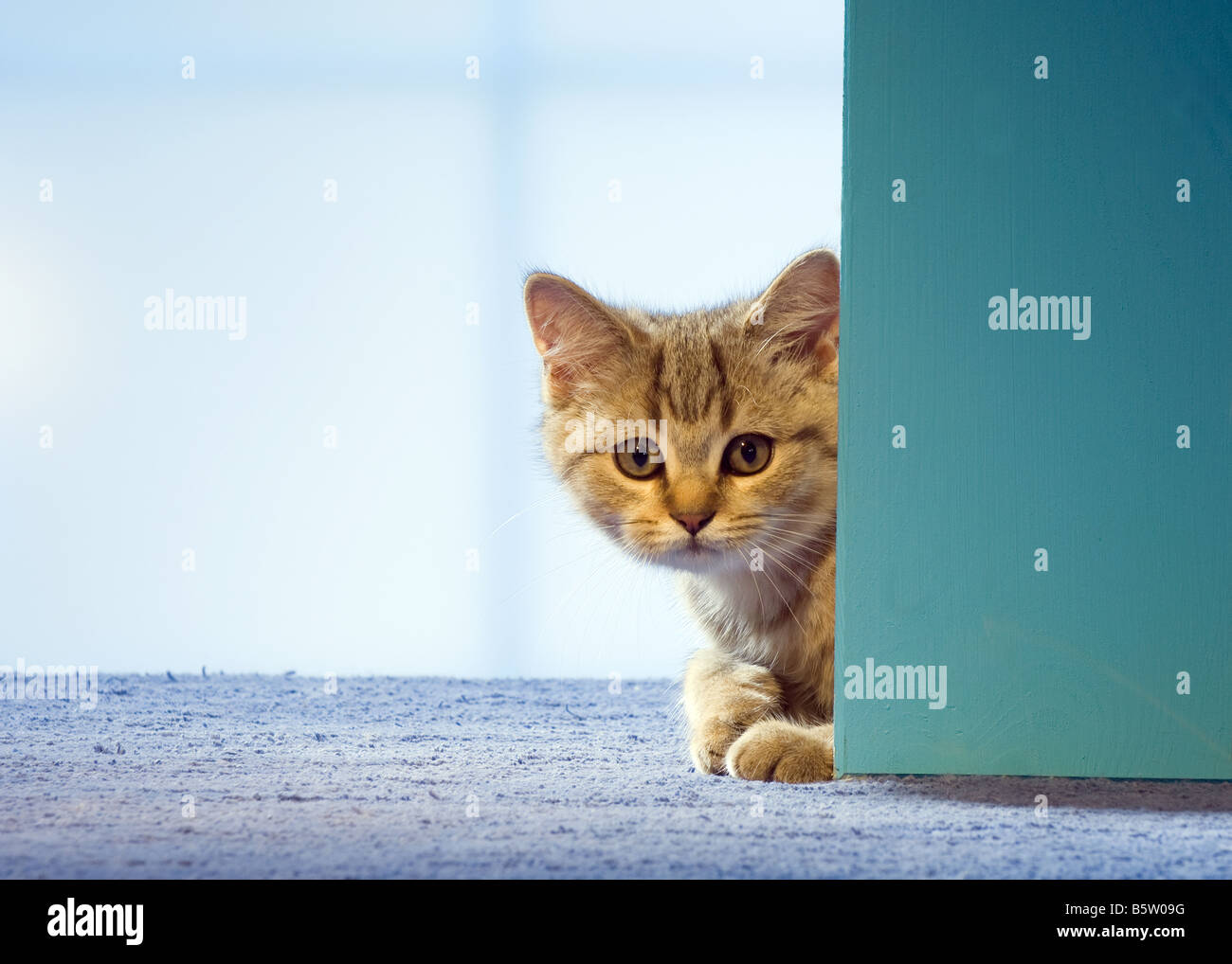 cat and kitten door