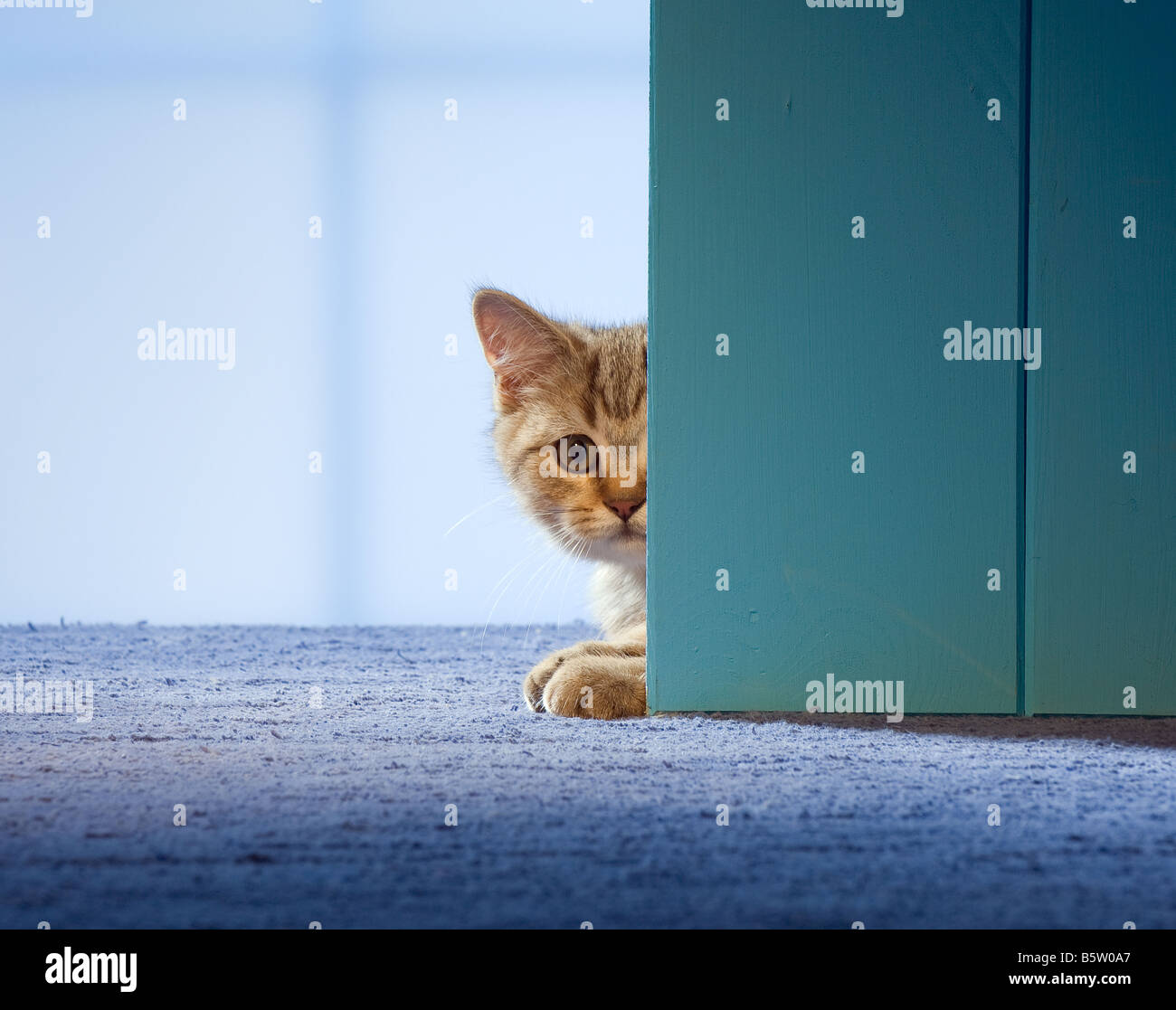 British Shorthair Cat Kitten Lying Behind Door Stock Photo